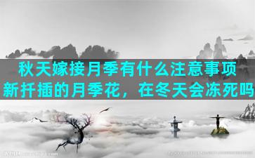 秋天嫁接月季有什么注意事项 新扦插的月季花，在冬天会冻死吗